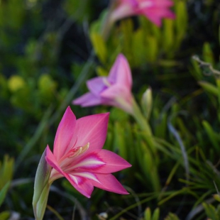 Gladiolus carmineus